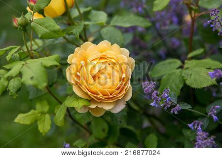 Blooming yellow English rose in the garden on a sunny day.