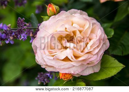 Blooming yellow orange English roses in the garden on a sunny day. Charles Austin' Rose.