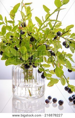 Fresh forest berry, Blueberries on twigs in a vase on a white background.