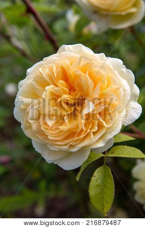 Blooming yellow English rose in the garden on a sunny day.