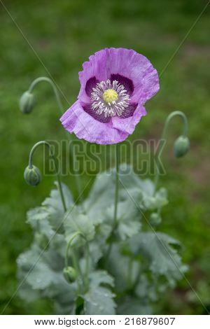 Closeup of purple poppy flower on a meadow in bright sunlight