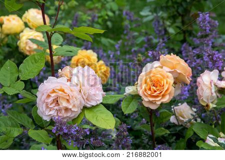 Blooming yellow orange English roses in the garden on a sunny day. 'Charles Austin' Rose.
