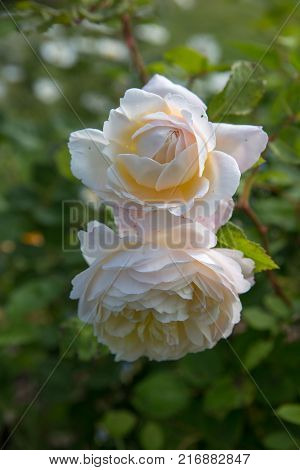 Blooming English rose in the garden on a sunny day. Rose 'Crocus Rose'