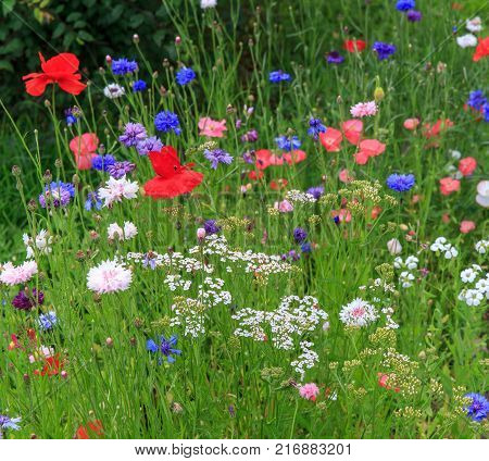 Beautiful meadow field with wild flowers. Spring or summer wildflowers closeup. Health care concept. Rural field. Alternative medicine. Environment