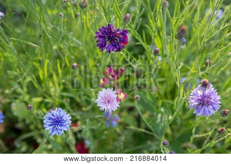 Beautiful meadow field with wild flowers. Spring or summer wildflowers closeup. Health care concept. Rural field. Alternative medicine. Environment