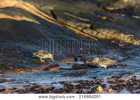 Calidris maritima, the Purple Sandpiper, looking for food in the littoral zone at the coast in Kristiansand, Norway