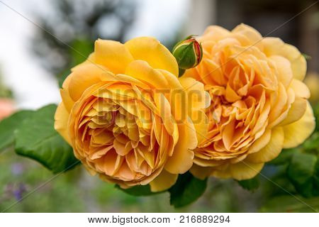 Blooming yellow English rose in the garden on a sunny day. Rose 'Golden Celebration'.