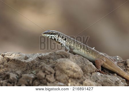 Male Five-lined Mabuya (trachylepis Quinquetaeniata)