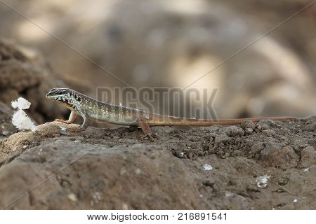 Male Five-lined Mabuya (trachylepis Quinquetaeniata)