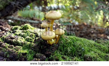 Bunch of small yellow mushrooms growing in pile of five from old dead tree trunk covered with bryophyte and leaves in background
