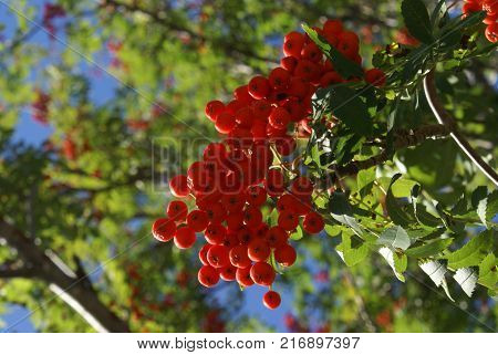 Closeup view of these bright Snake Berries found growing in the Natural World of Ontario Canada.