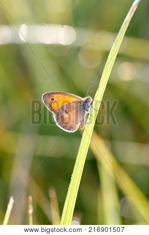 Morning butterfly on green meadow.Small Cute brown butterfly sitting on a blade of grass.Beautiful insect macro.Natural background