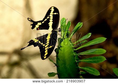 Black and yellow butterfly known as the Giant Swallowtail (Papilio Cresphontes) on a green cactus
