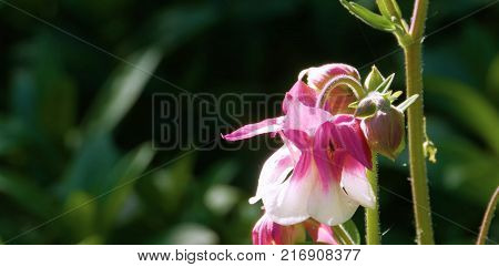 Pink balsam flower growing in a meadow