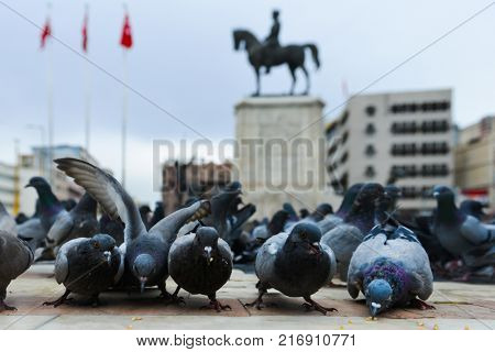 Pigeons in Ulus Square - Ankara, Turkey