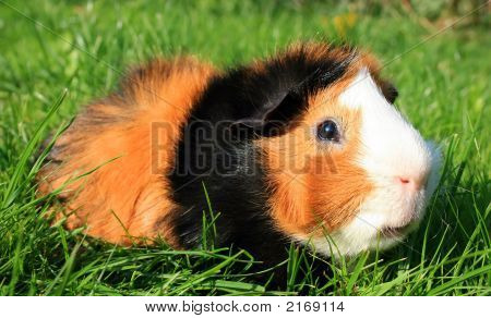 Guinea Pig