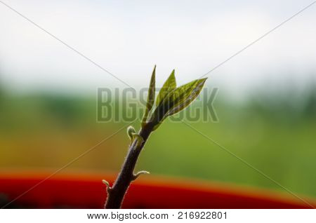 Macro of little sprout avocado Persea gratissima in a red flower pot on the window