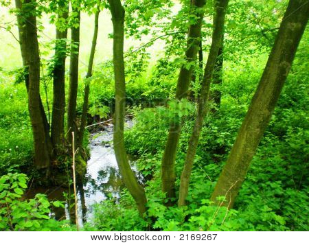 Skov og Brook