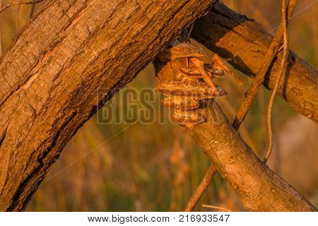 Closeup Of Large Brown Shelf Mushrooms