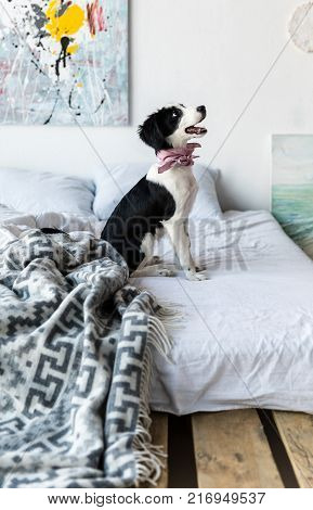 side view of cute puppy with pink neckpiece sitting on bed