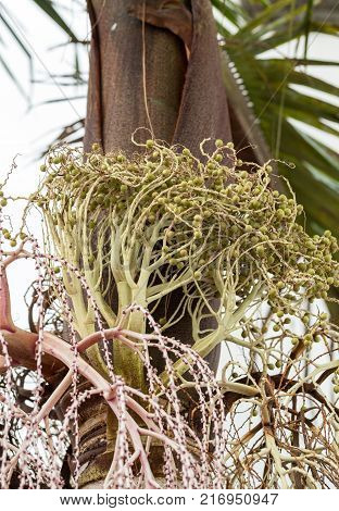 Seed head of Bangalow palm Archontophoenix cunninghamiana