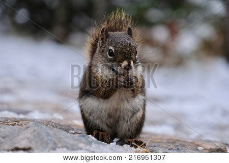 Squirrel holding nut. Smal funny squirrel sitting on ground and holding and eating nut. Canadian Rocky Mountains. Alberta. Canada.