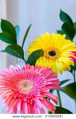 Floral background with soft focus. Close-up two pink and yellow gerberas and copy space.
