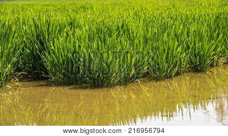 young rice plant in rice field, Rice field close up green rice field