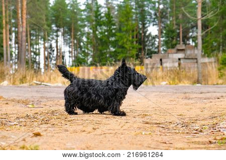 fun black Scotch Terrier jumping in the grass