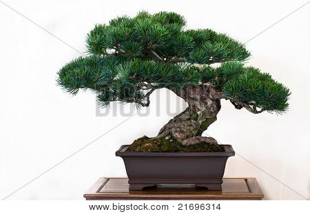 Fyrretræ som Bonsai