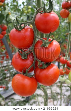 Friske tomater