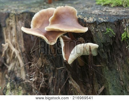 Gymnopus ocior mushroom on an old stump closeup