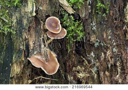 Gymnopus ocior mushroom on an old stump closeup