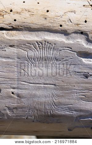 driftwood, washed up by the sea with beautiful lines from the beetles woodworm on a pebble beach on a warm summer day