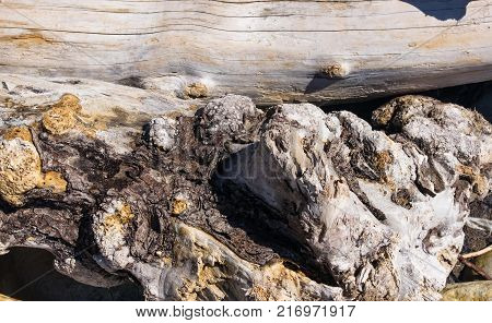 driftwood, washed up by the sea on a pebble beach on a warm summer day