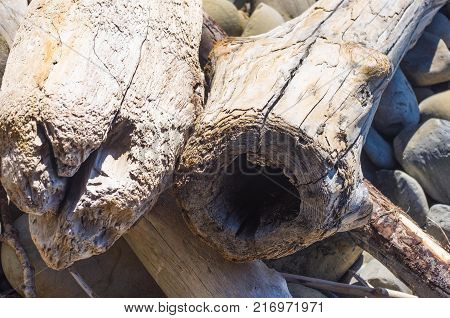 driftwood, washed up by the sea on a pebble beach on a warm summer day