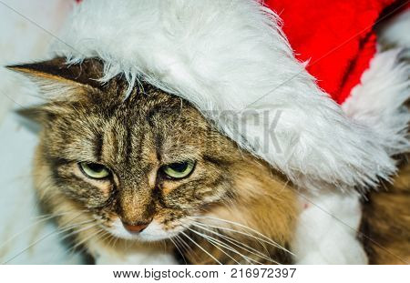 the cat in the hat Christmas mood sad kitty