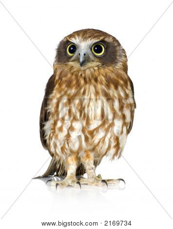 Neuseeland-Owl