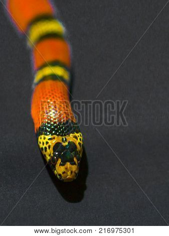 Red and Yellow striped snake on grey background rare