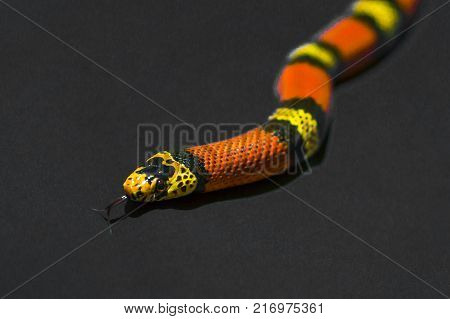 Red and Yellow striped snake on grey background rare