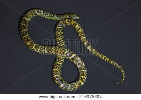 Yellow striped snake on black background rare