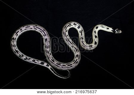 White snake with the tongue out in studio rare