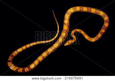 Yellow striped snake on black background rare