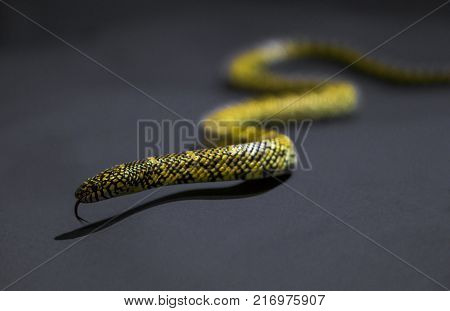 Yellow striped snake on black background rare