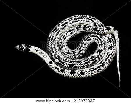 White newspaper snake on black background rare