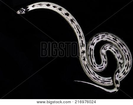 White newspaper snake on black background rare