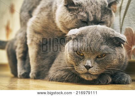 Scotland lop-eared female cats and british shorthair male cat are mating indoors