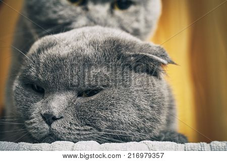 Scotland lop-eared female cats and british shorthair male cat are mating indoors