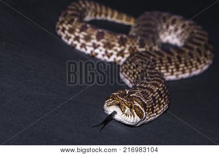 Chess snake with tongue out on gray background close up rare