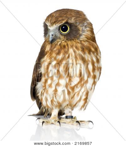 Neuseeland-Owl